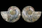 Cut & Polished Ammonite Fossil - Deep Crystal Pockets #91187-1